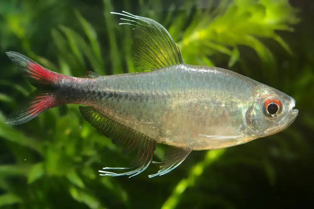 Phoenix Tetra - Cuboid Nature Aquarium