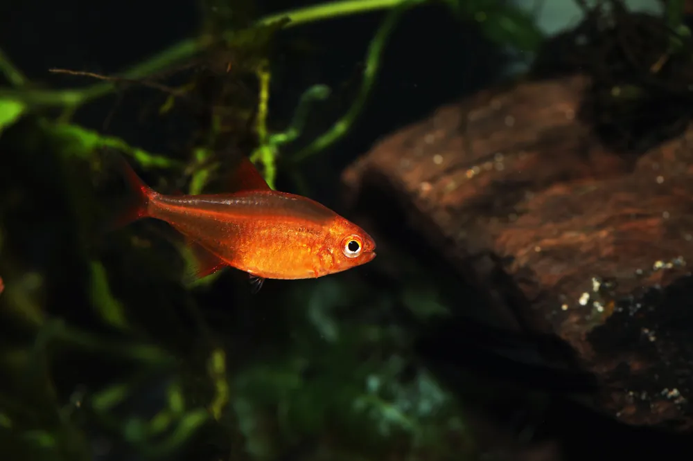 Red Cherry Tetra - Cuboid Nature Aquarium