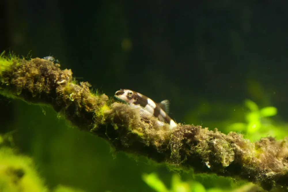 Panda Loach - Cuboid Nature Aquarium
