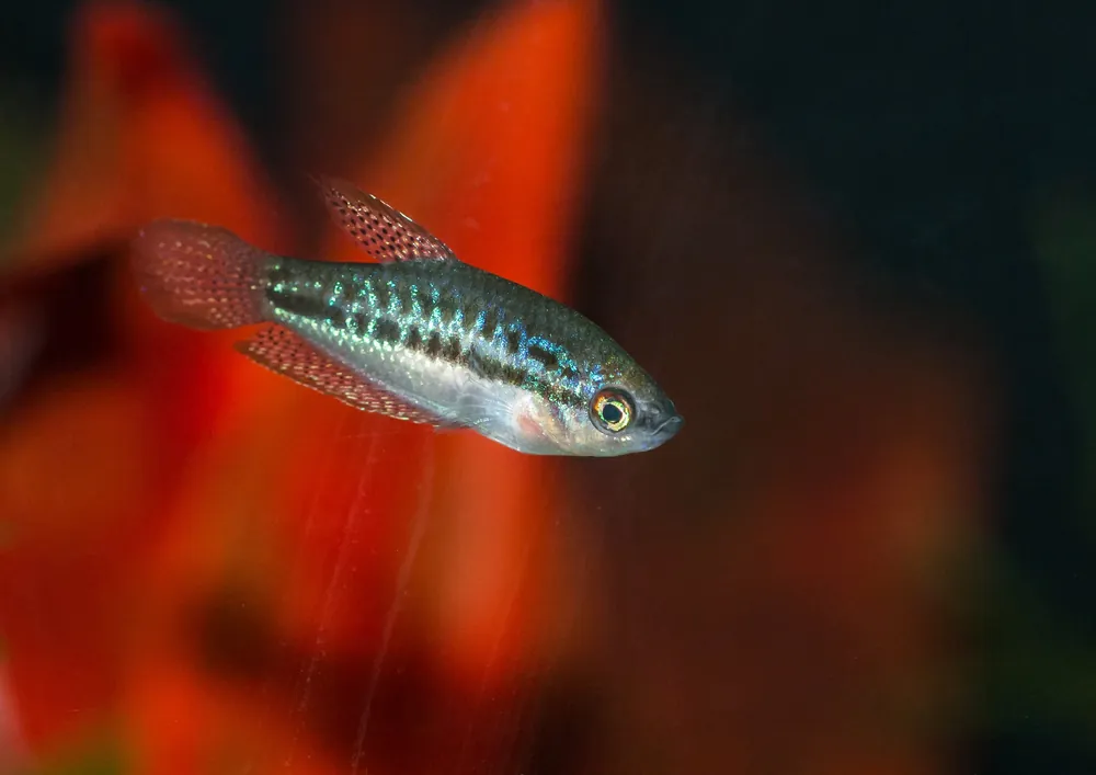 Sparkling Gourami - Cuboid Nature Aquarium