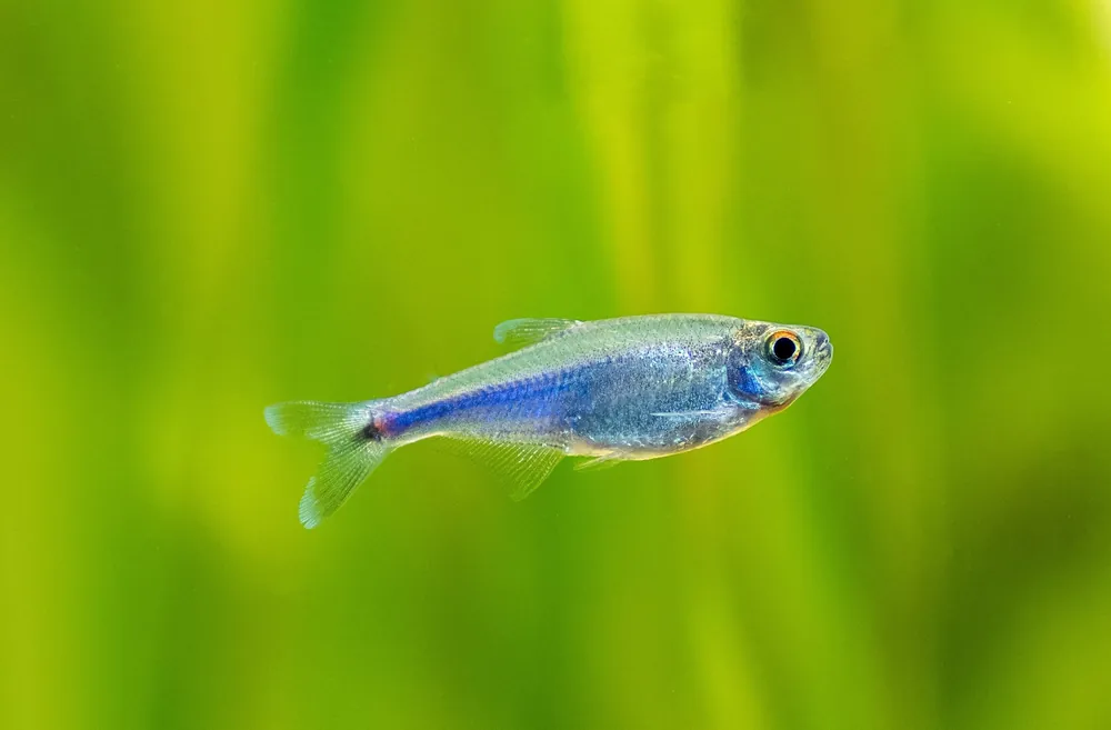 Blue King Tetra - Cuboid Nature Aquarium