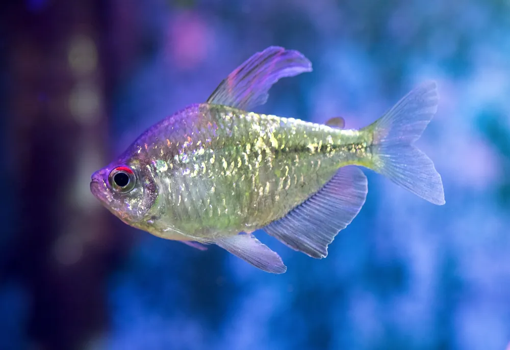 Diamond Tetra - Cuboid Nature Aquarium