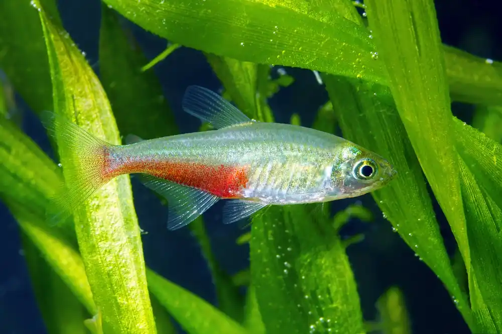 Green Fire Tetra - Cuboid Nature Aquarium
