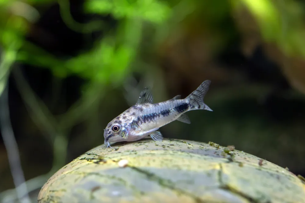 Dainty Corydoras - Cuboid Nature Aquarium