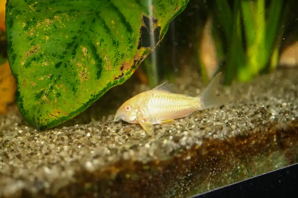 Albino Corydoras - Cuboid Nature Aquarium