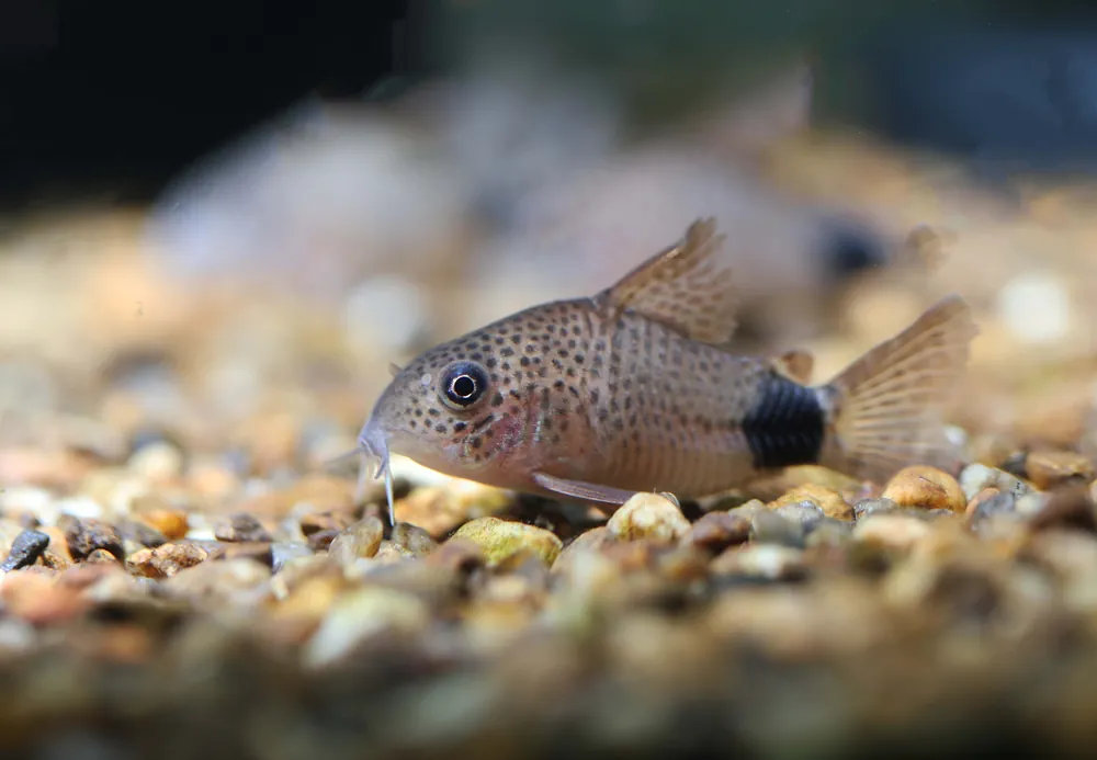 Violet Corydoras - Cuboid Nature Aquarium