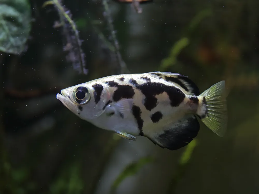 Clouded Archer Fish - Cuboid Nature Aquarium