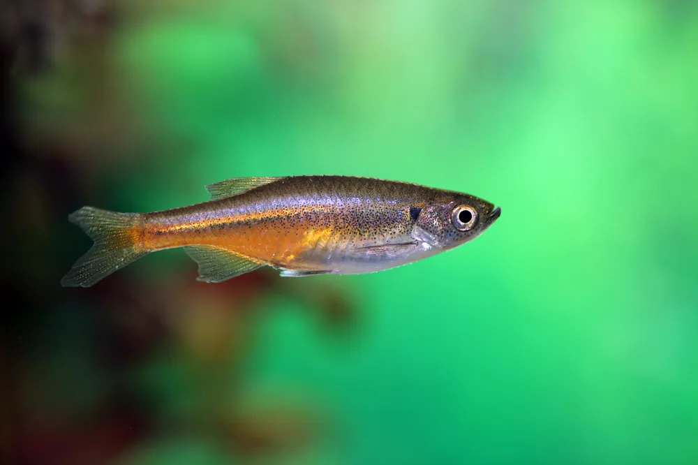 Fireline Danio - Cuboid Nature Aquarium