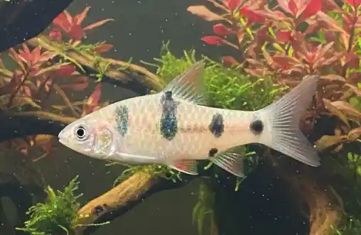 Gold Clown Barb - Cuboid Nature Aquarium