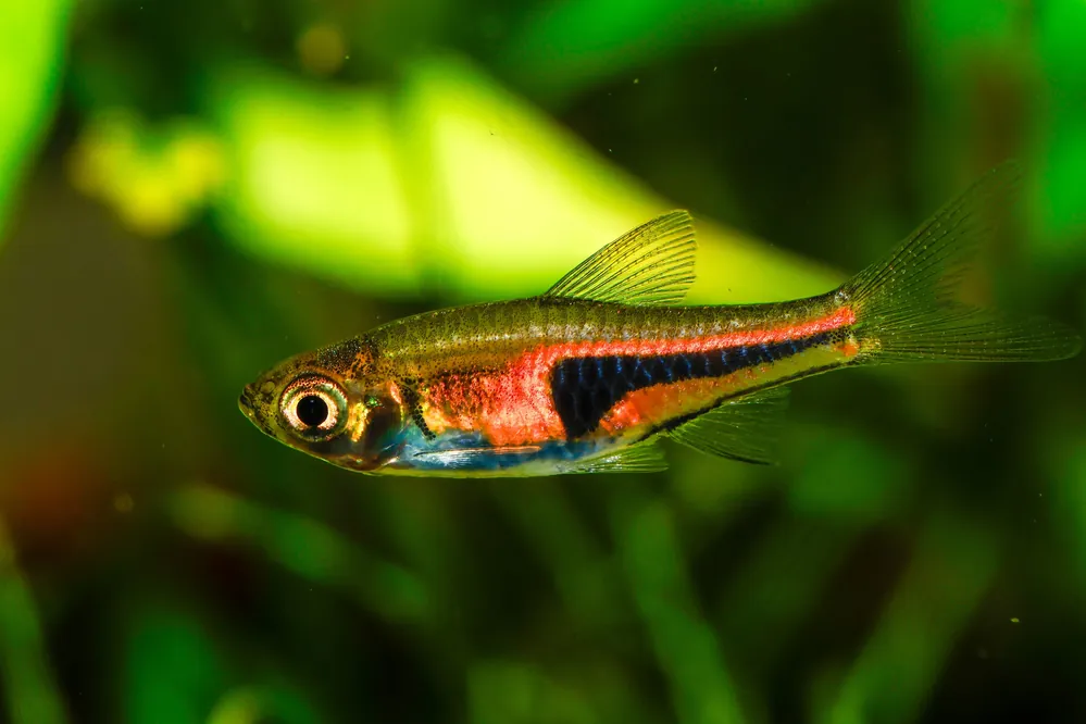 Pork Chop Rasbora - Cuboid Nature Aquarium