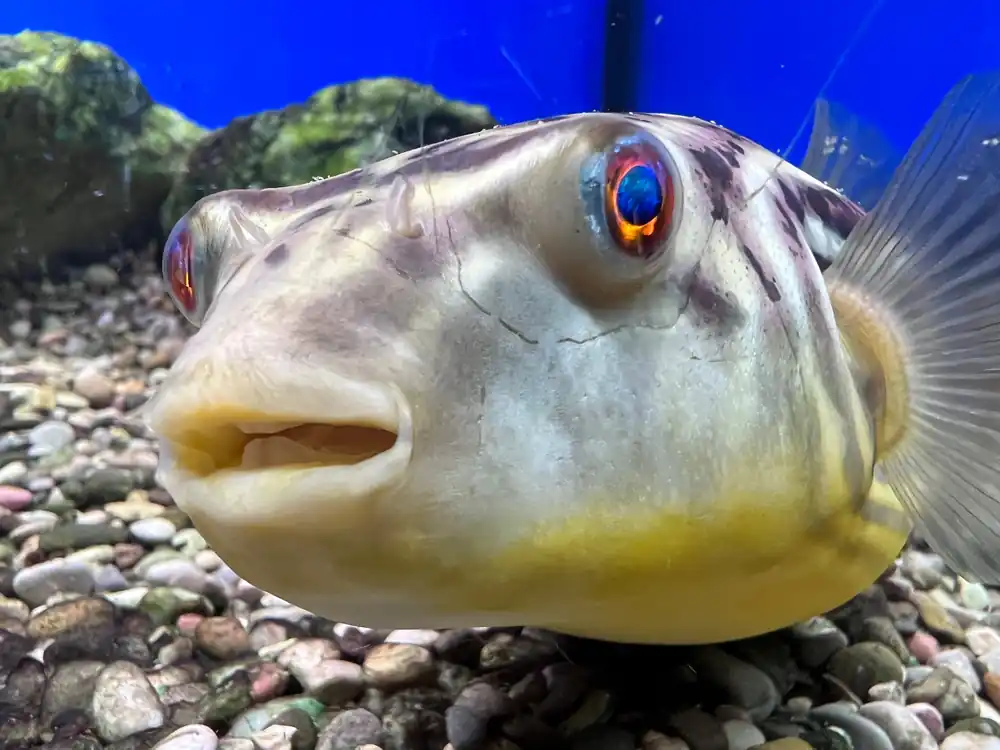 MBU Puffer - Cuboid Nature Aquarium