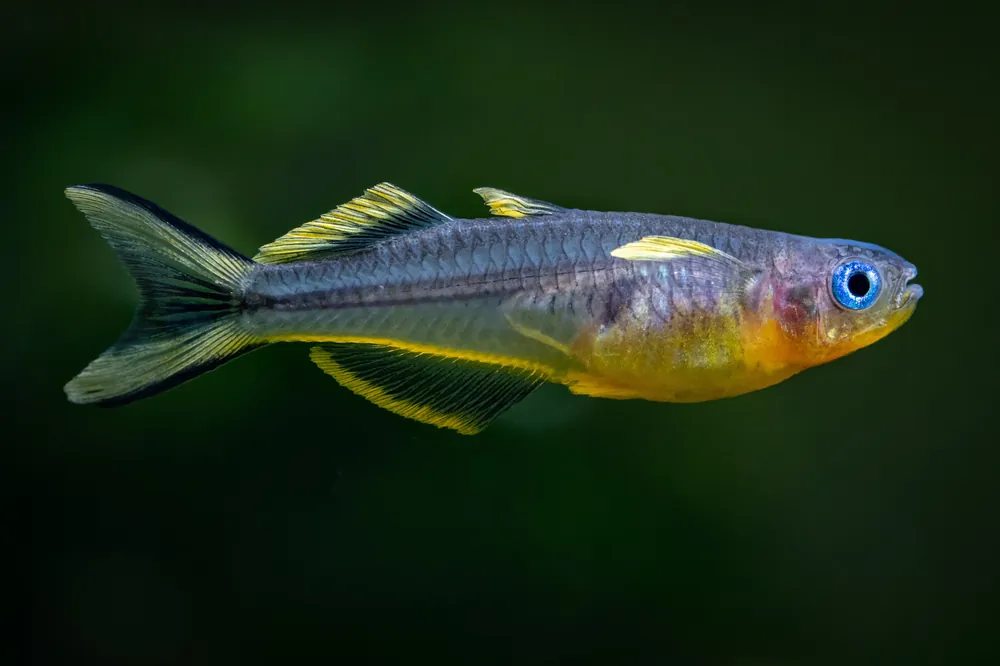 Forktail Blue Eye Rainbow - Cuboid Nature Aquarium
