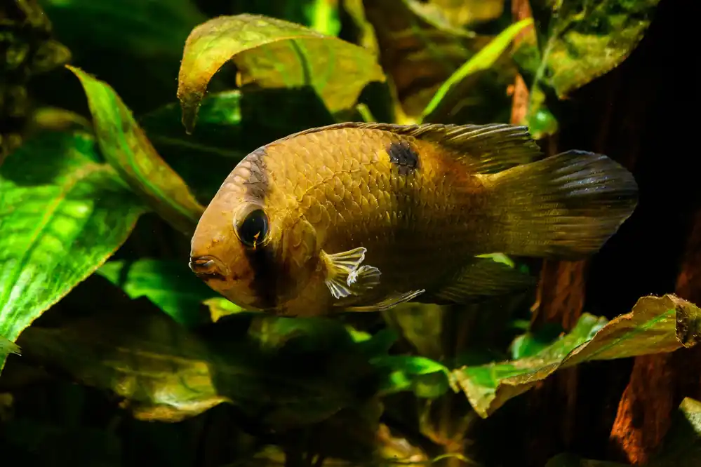 Keyhole Cichlid - Cuboid Nature Aquarium