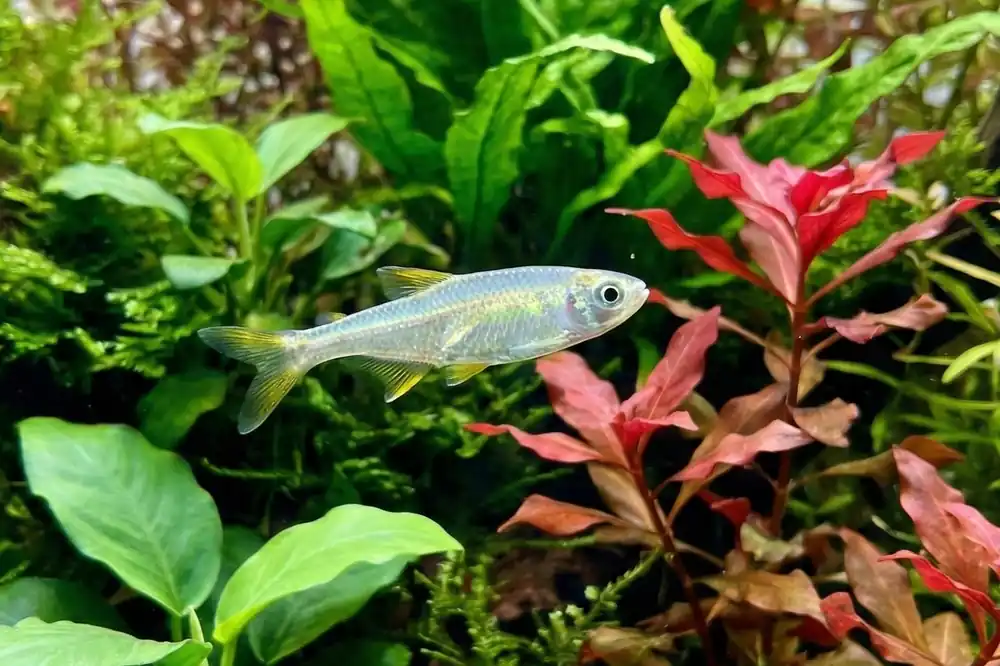Jelly Bean Tetra - Cuboid Nature Aquarium