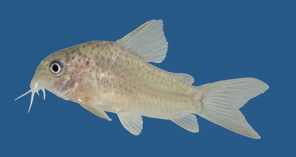 Fine Spotted Corydoras - Cuboid Nature Aquarium