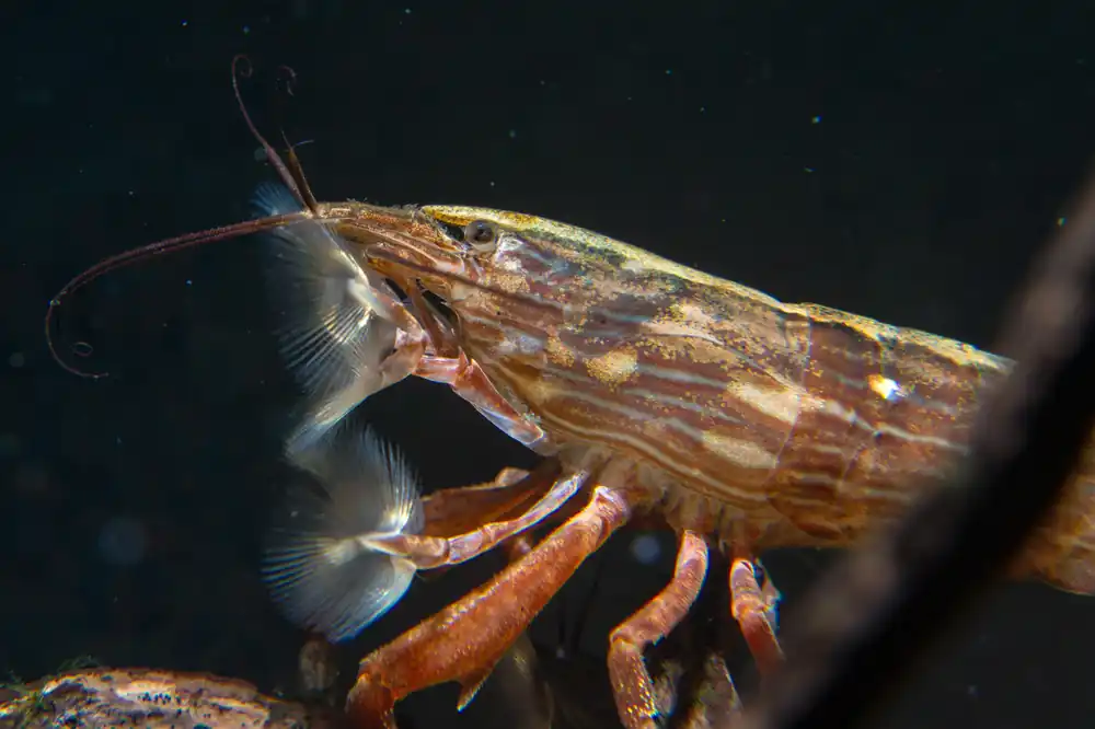 Bamboo Shrimp - Cuboid Nature Aquarium