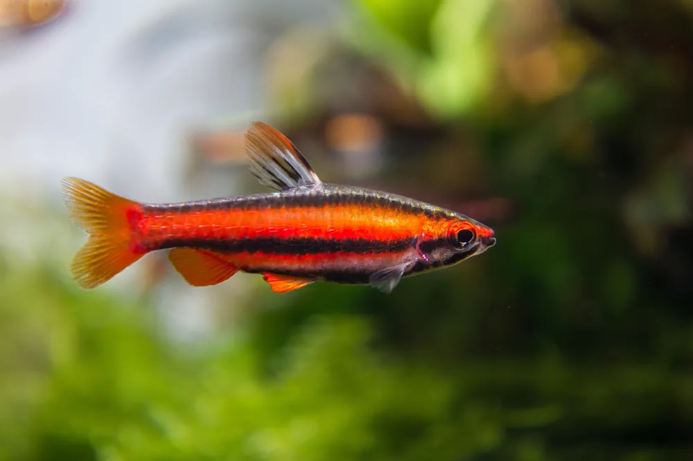 Coral Red Pencilfish - Cuboid Nature Aquarium