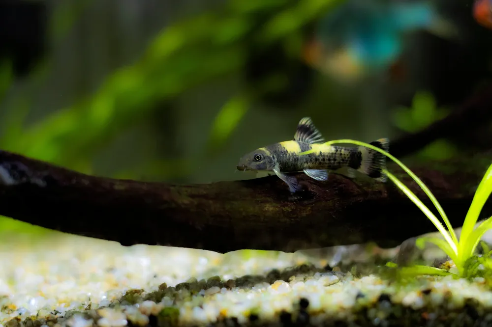 Panda Garra - Cuboid Nature Aquarium