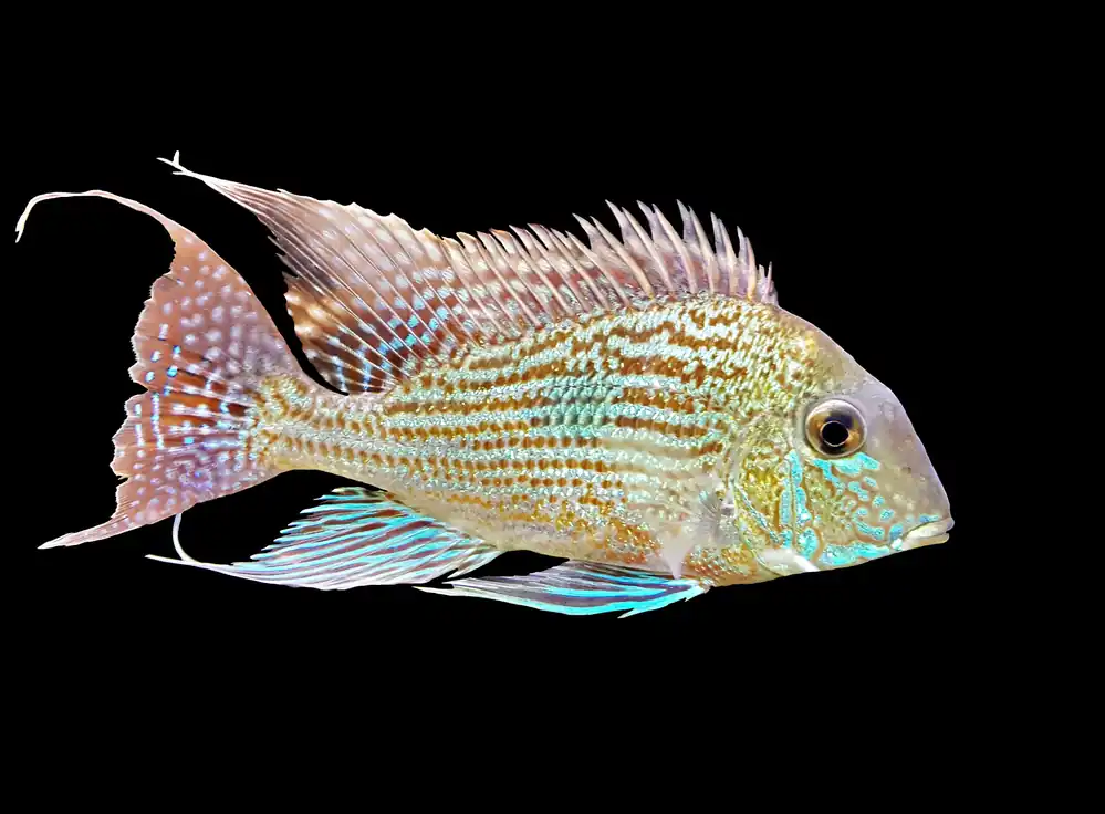 Thread Fin Acara - Cuboid Nature Aquarium