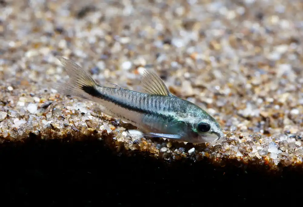 Pygmy Corydoras - Cuboid Nature Aquarium