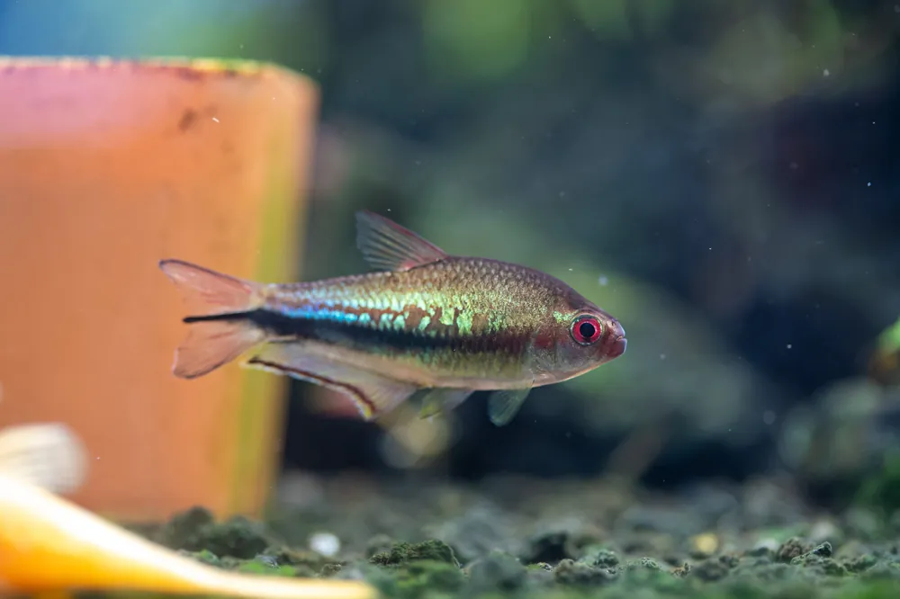 Rainbow Emperor Tetra - Cuboid Nature Aquarium