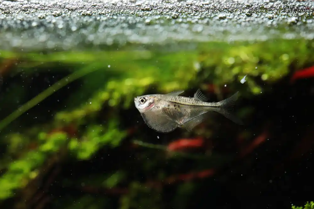 Pygmy Hatchetfish - Cuboid Nature Aquarium
