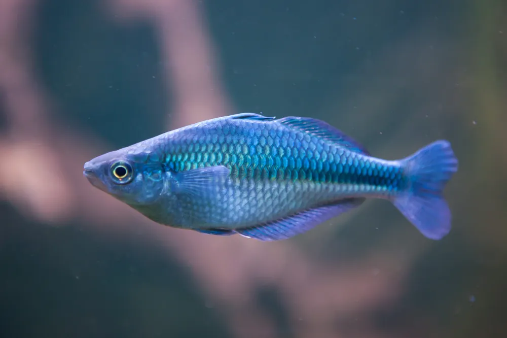 Turquoise Rainbow - Cuboid Nature Aquarium