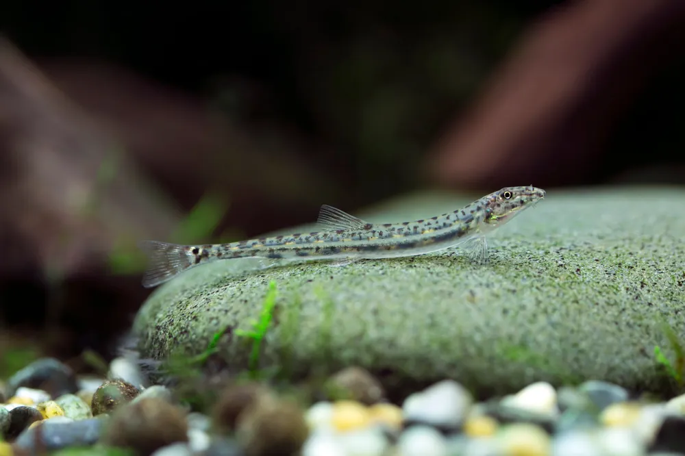 Horseface Loach - Cuboid Nature Aquarium