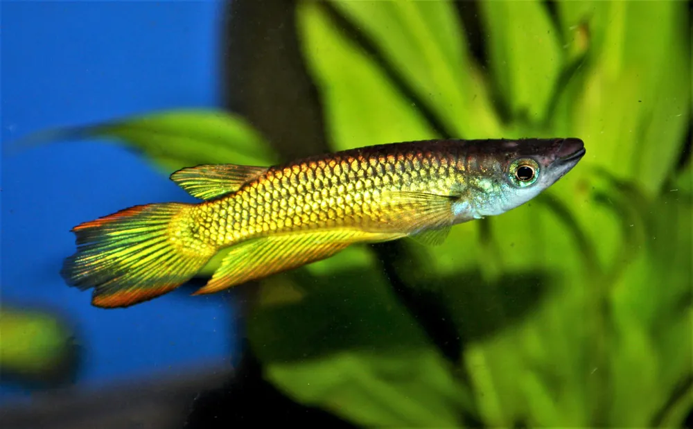 Golden Wonder Killifish - Cuboid Nature Aquarium