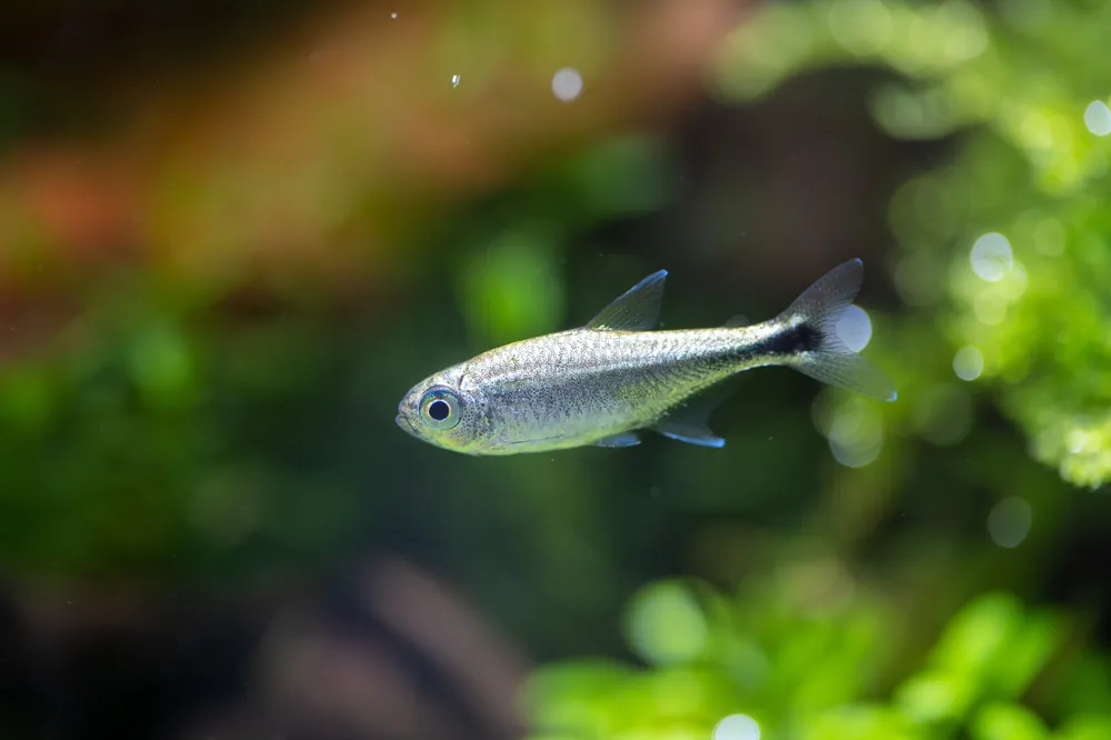 Gold Tetra - Cuboid Nature Aquarium