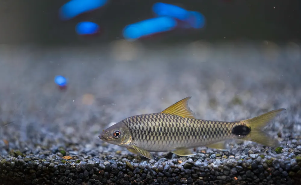 Reticulated Siamese Algae Eater - Cuboid Nature Aquarium