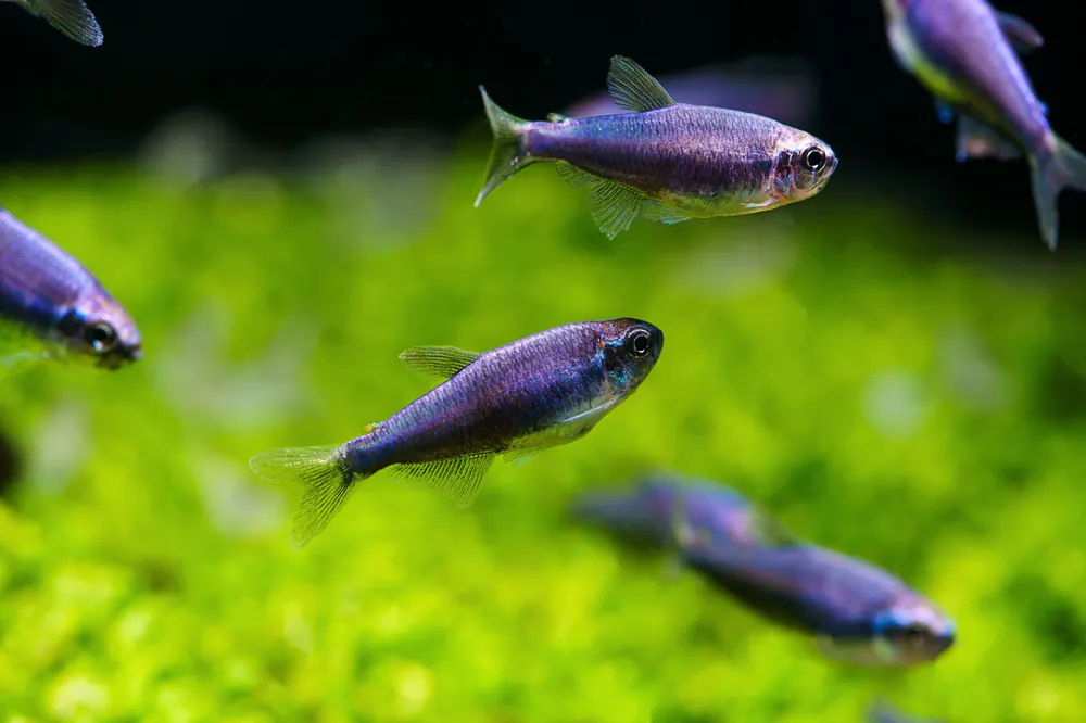Black Emperor Tetra - Cuboid Nature Aquarium