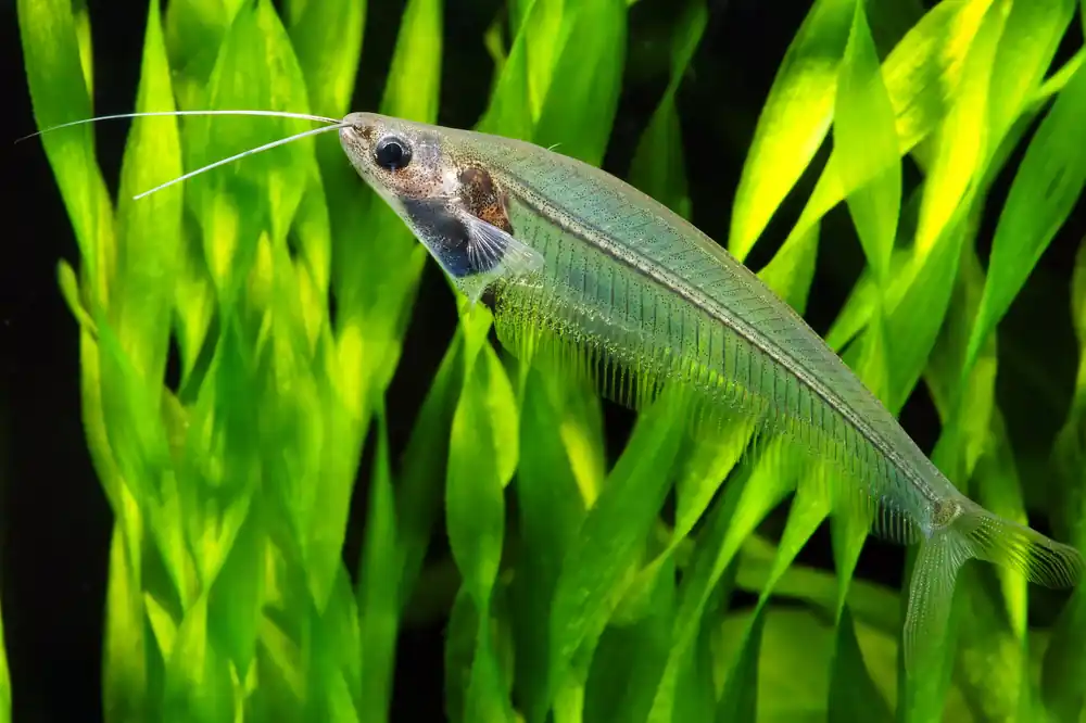 Glass Catfish - Cuboid Nature Aquarium