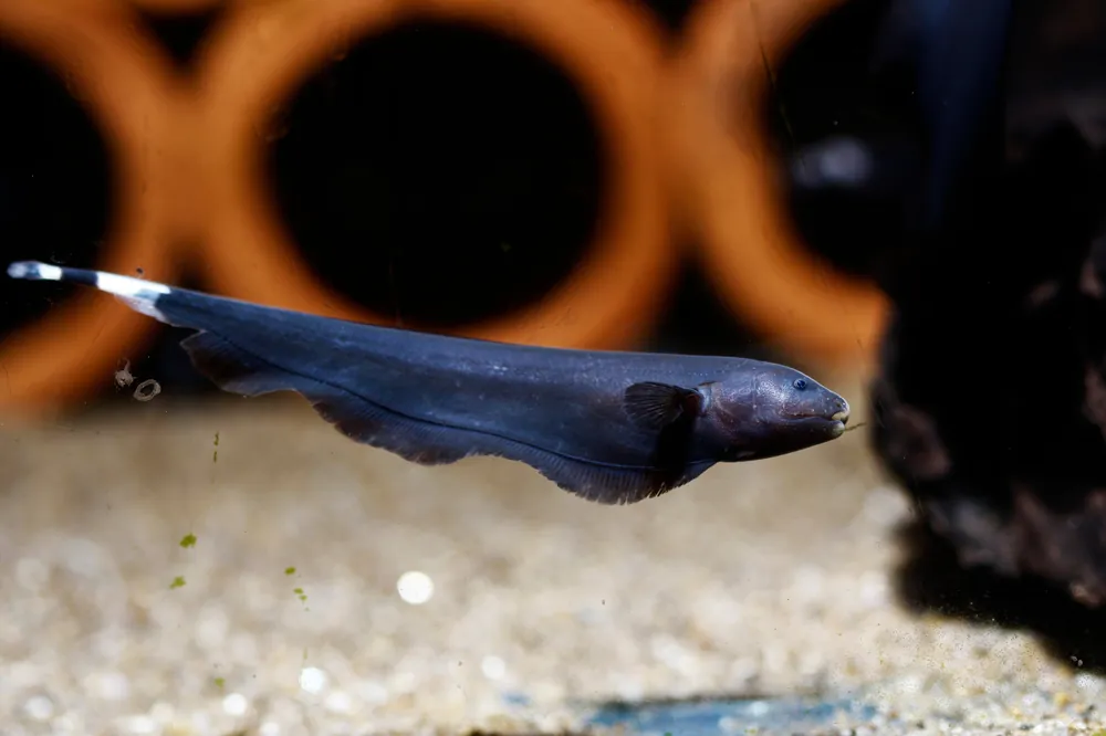 Black Ghost Knife Fish - Cuboid Nature Aquarium