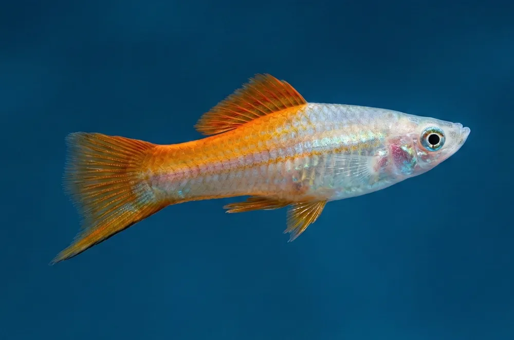 Pineapple Swordtail - Cuboid Nature Aquarium