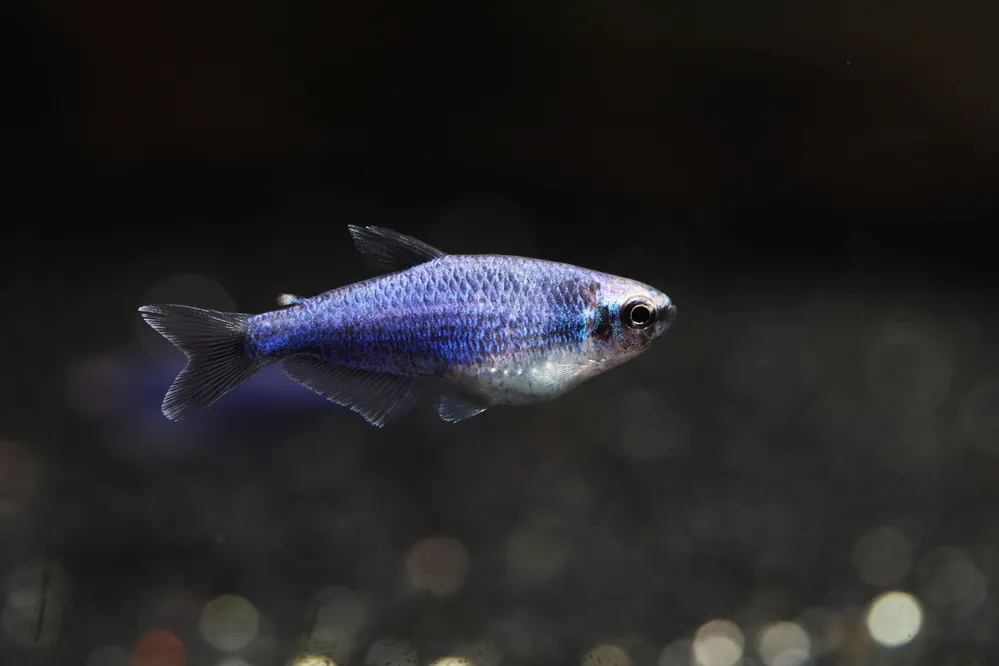 Super Blue Kerri Tetra - Cuboid Nature Aquarium