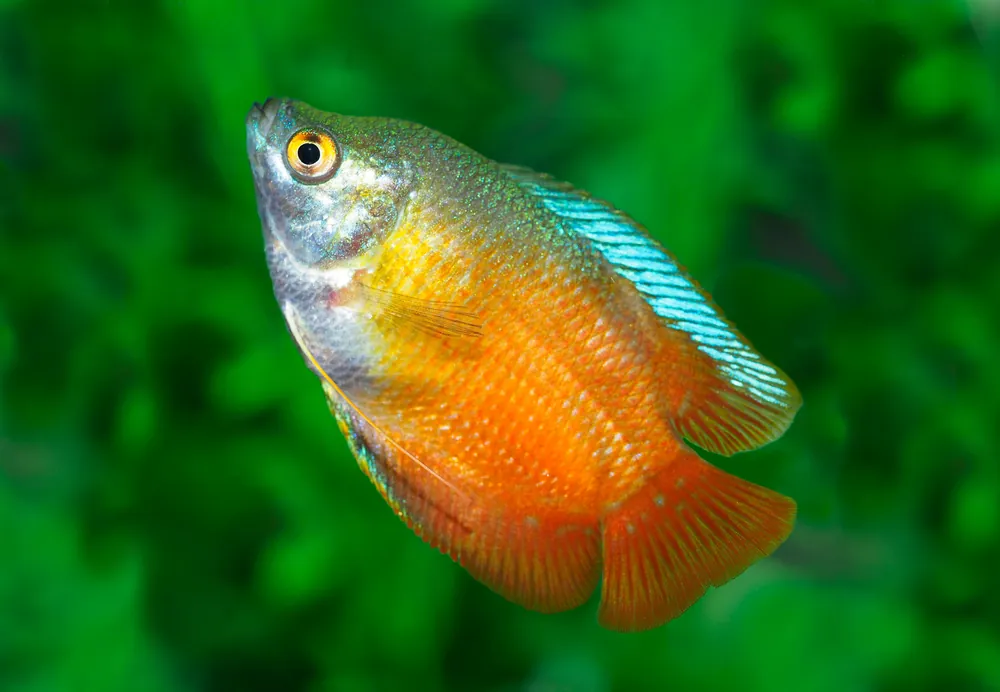 Flame Dwarf Gourami - Cuboid Nature Aquarium