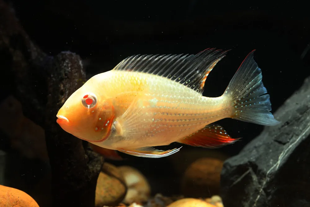 Albino Threadfin Geophagus - Cuboid Nature Aquarium