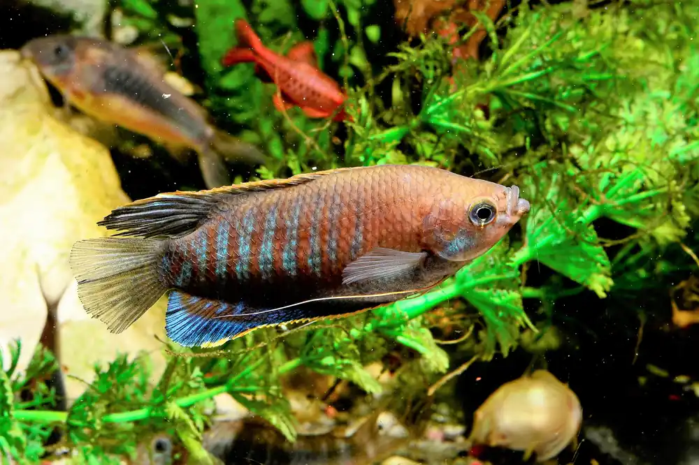 Thick Lipped Gourami - Cuboid Nature Aquarium