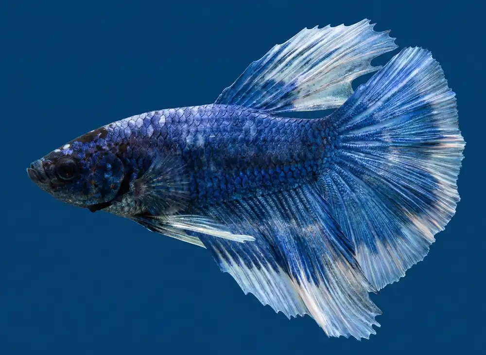 Blue/White Halfmoon Male Betta - Cuboid Nature Aquarium