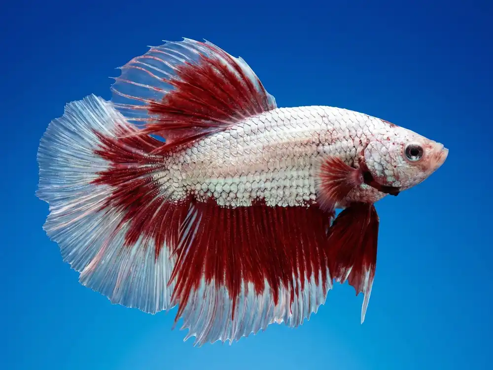 Red/White Halfmoon Male Betta - Cuboid Nature Aquarium