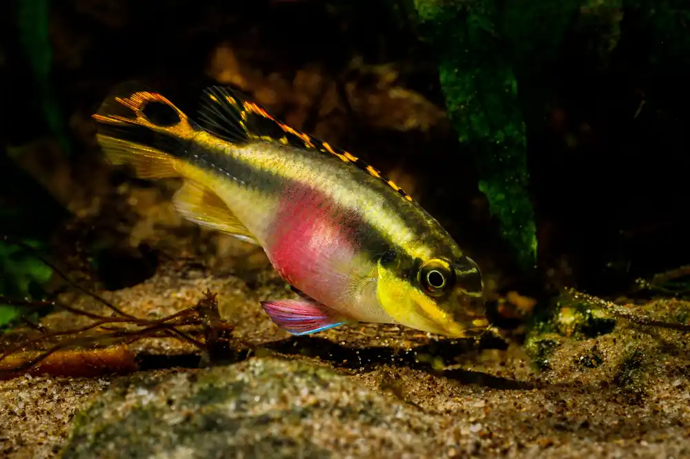 Kribensis - Cuboid Nature Aquarium