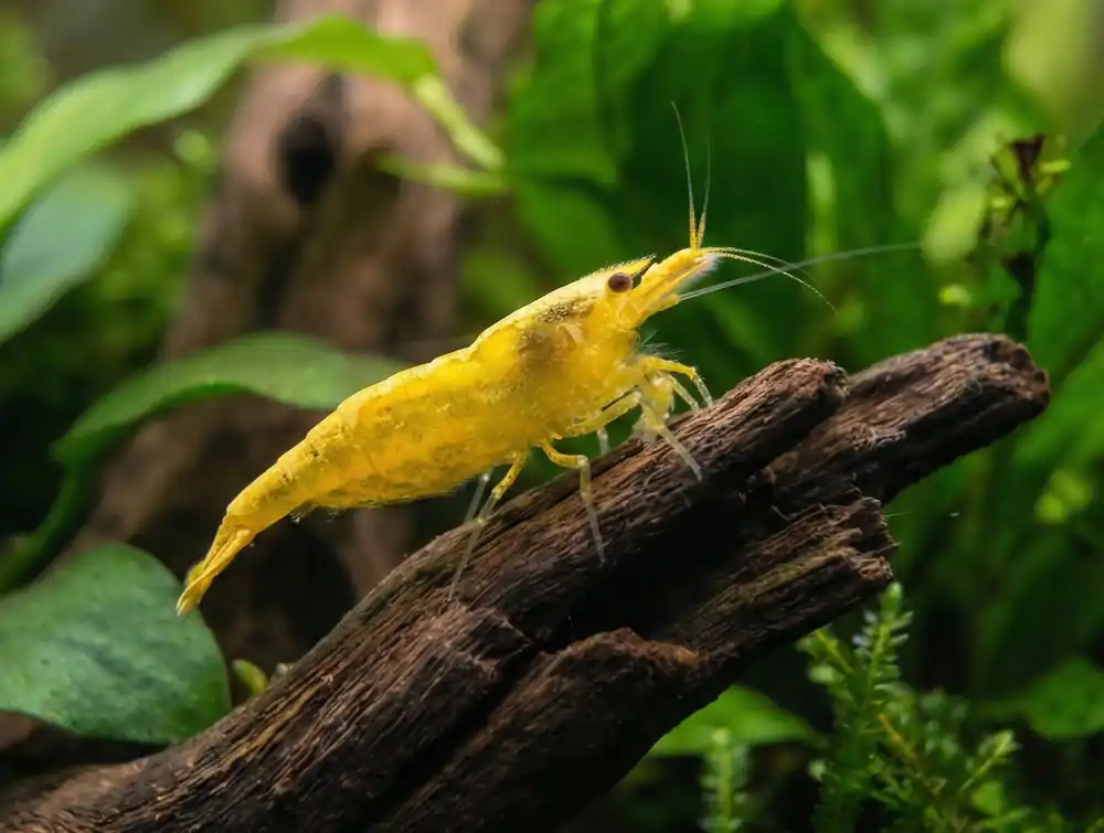 24k Yellow Neocaridina Shrimp - Cuboid Nature Aquarium