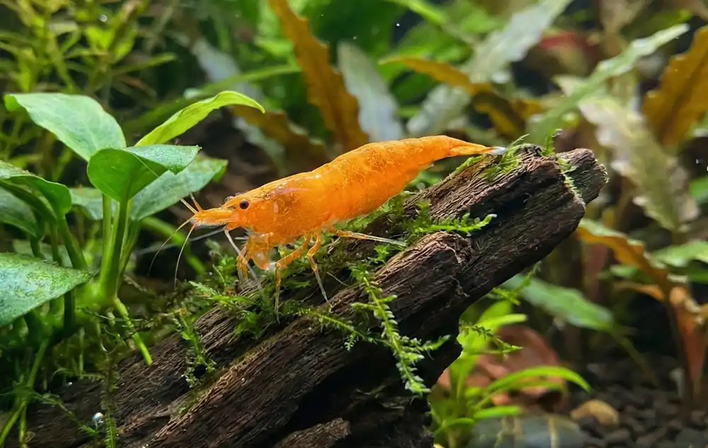 Sunkist Neocaridina Shrimp - Cuboid Nature Aquarium