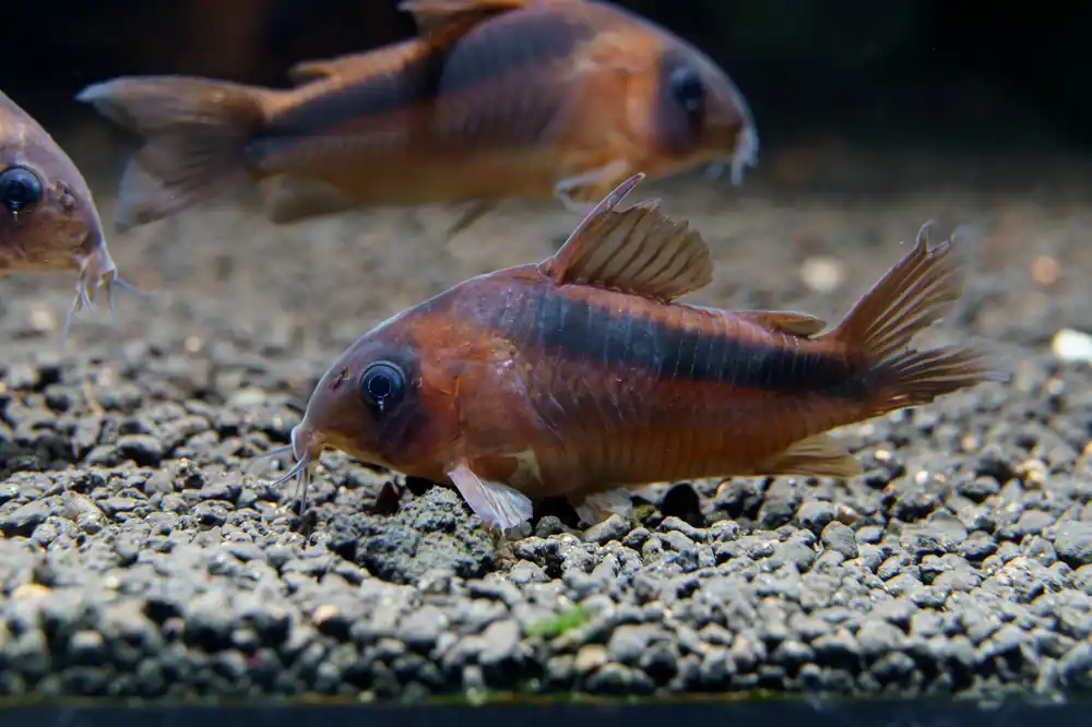 Rust Corydoras - Cuboid Nature Aquarium