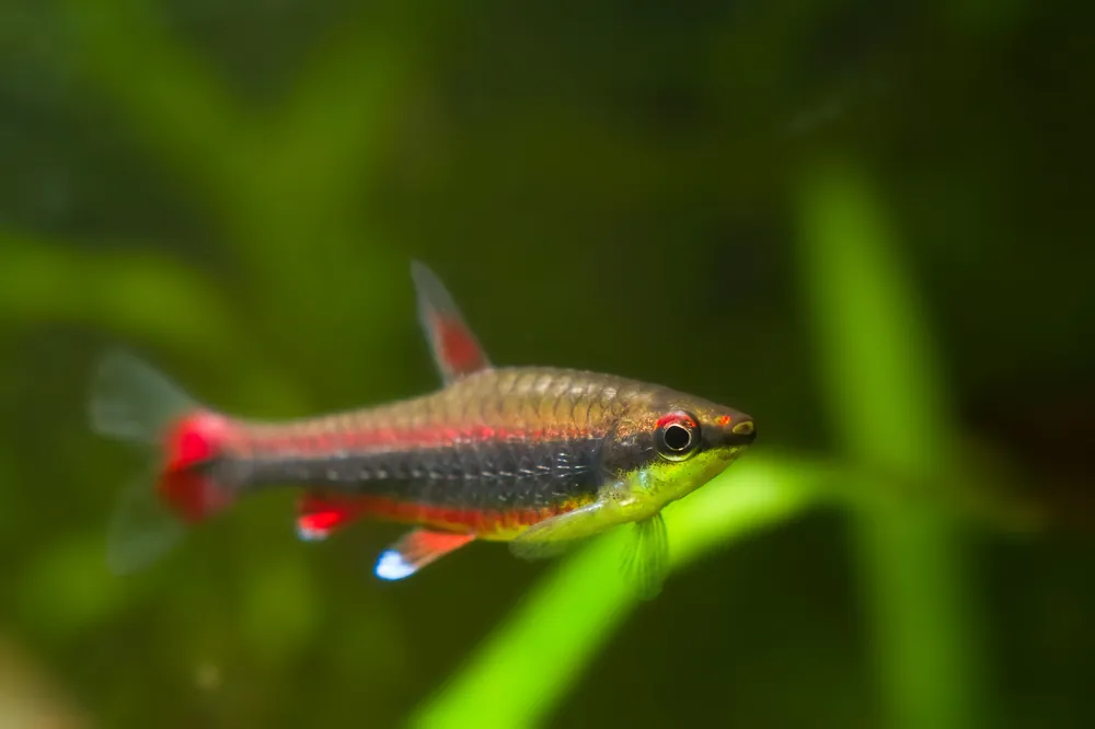 Beckfords Red Pencilfish - Cuboid Nature Aquarium