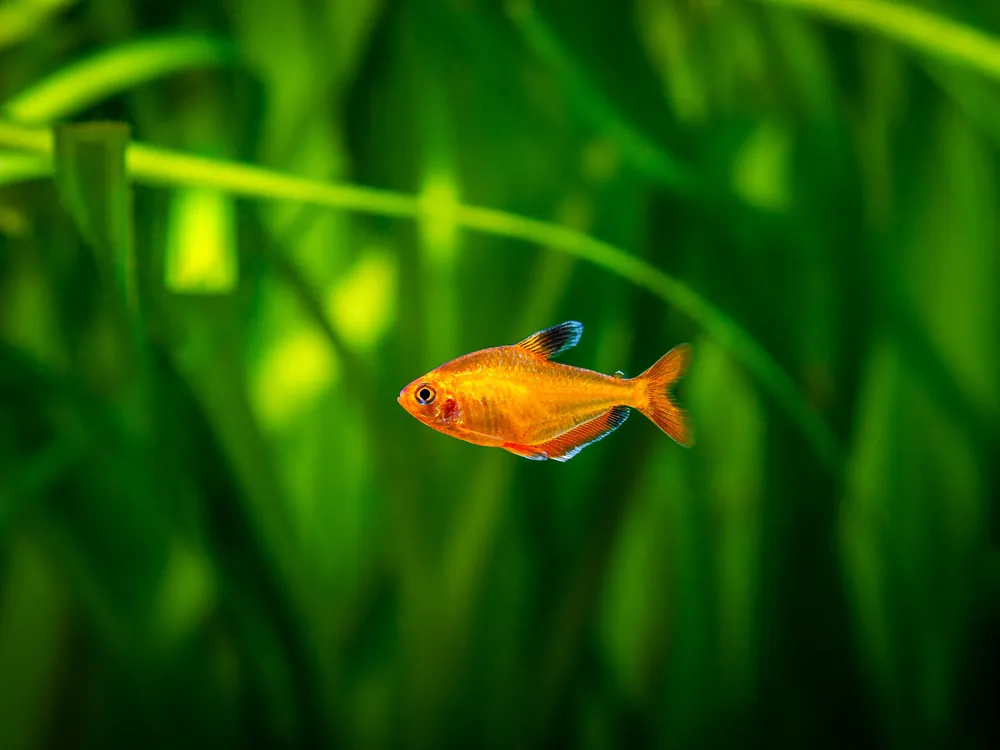 Serpae Tetra - Cuboid Nature Aquarium