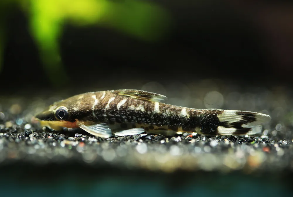 Zebra Otocinclus - Cuboid Nature Aquarium