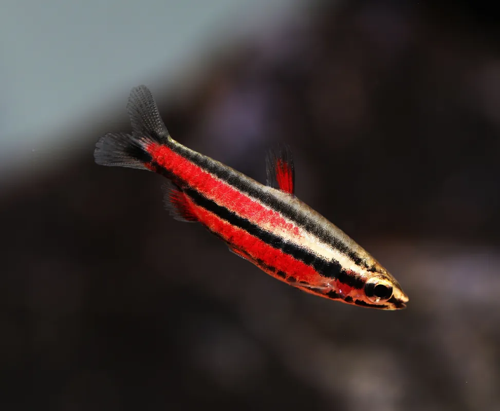Purple Pencilfish - Cuboid Nature Aquarium