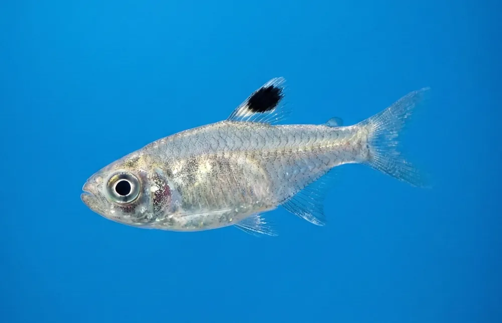 Emerald Eye Rasbora - Cuboid Nature Aquarium